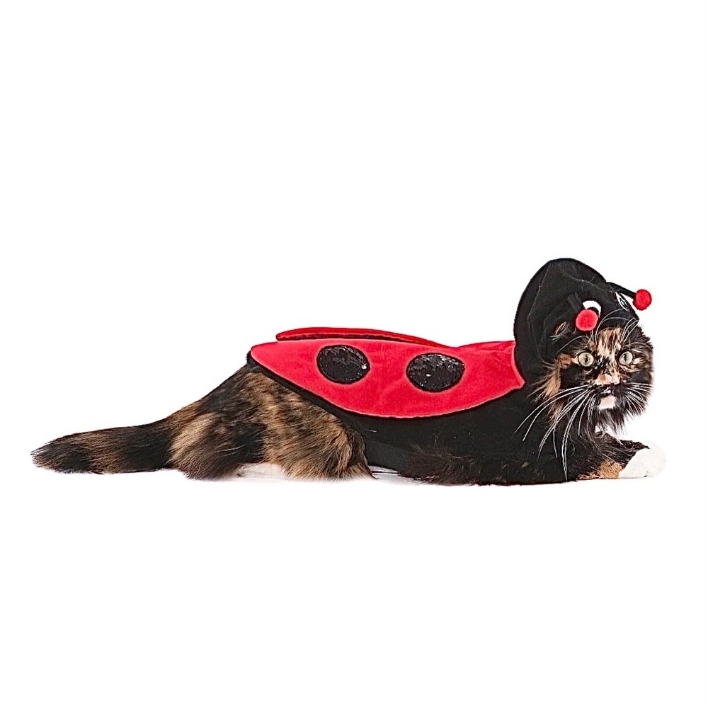 PET LADYBUG COSTUME NWT - Picture 5 of 12